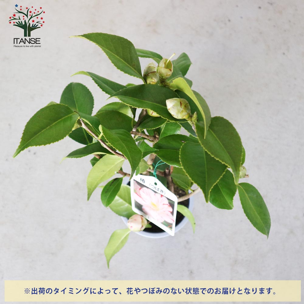 椿(ツバキ)の苗木 品種：松波(マツナミ)【庭木 4.5号鉢／1個売り】