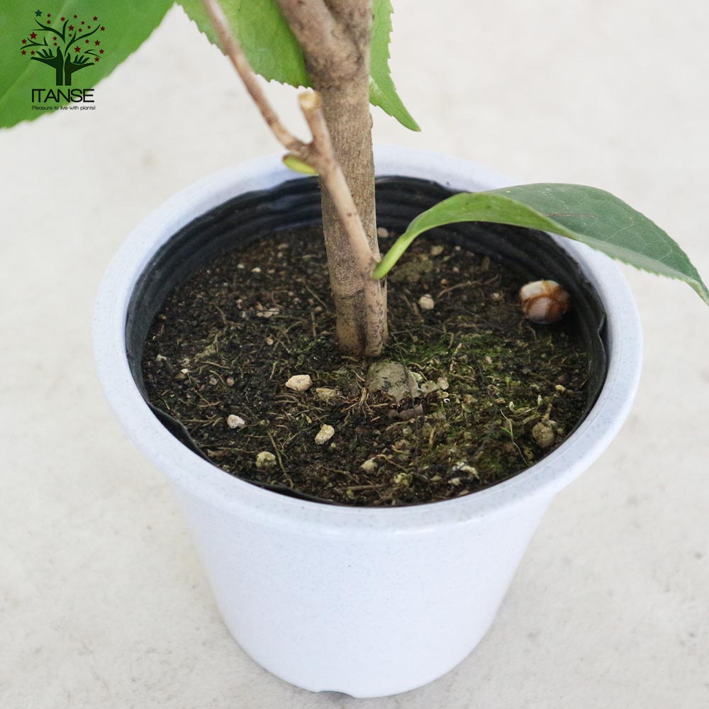 椿(ツバキ)の苗木 品種：松波(マツナミ)【庭木 4.5号鉢／1個売り】