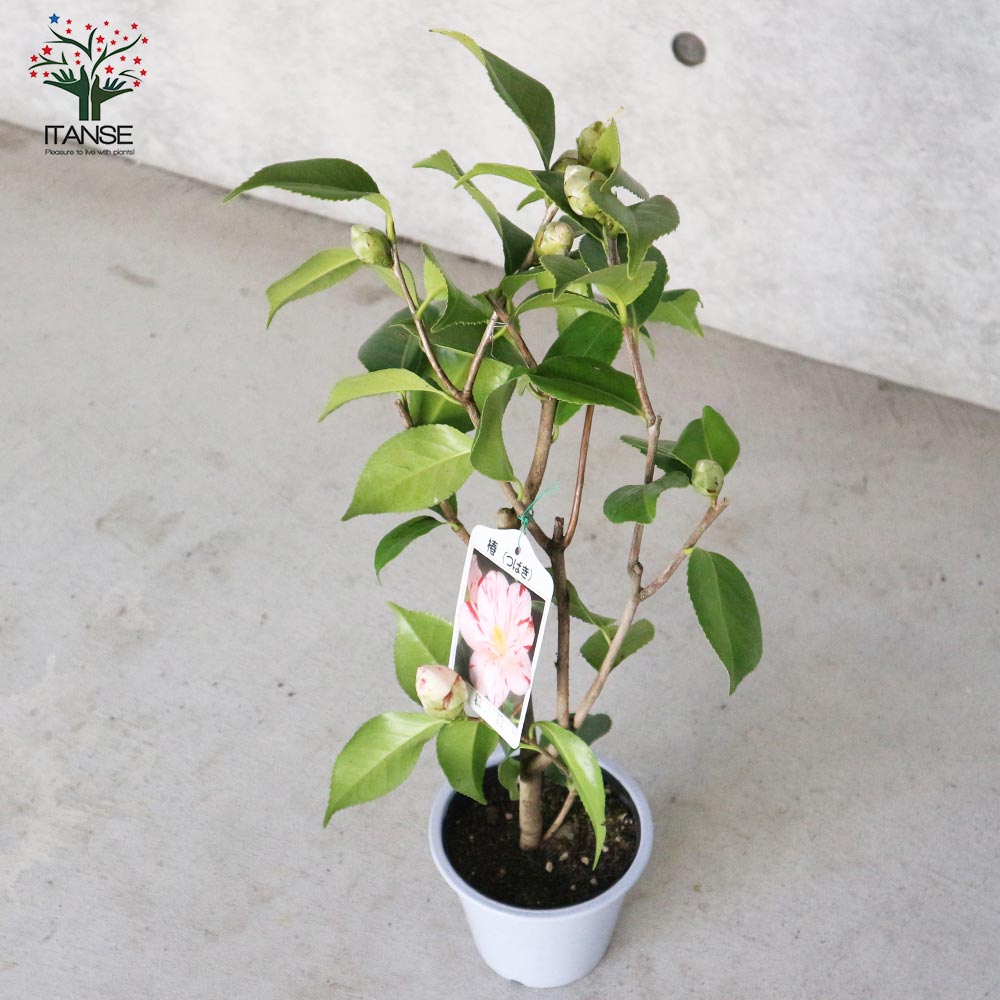 椿(ツバキ)の苗木 品種：松波(マツナミ)【庭木 4.5号鉢／1個売り】