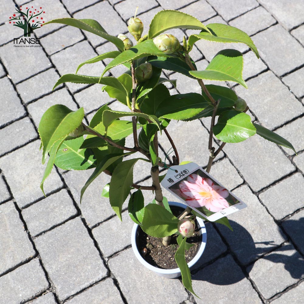 椿(ツバキ)の苗木 品種：松波(マツナミ)【庭木 4.5号鉢／1個売り】