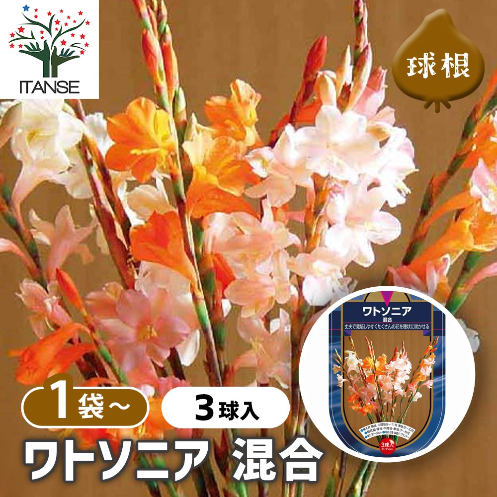 球根 ワトソニア 混合 【花球根 3球】｜ 【植物のITANSE】全品