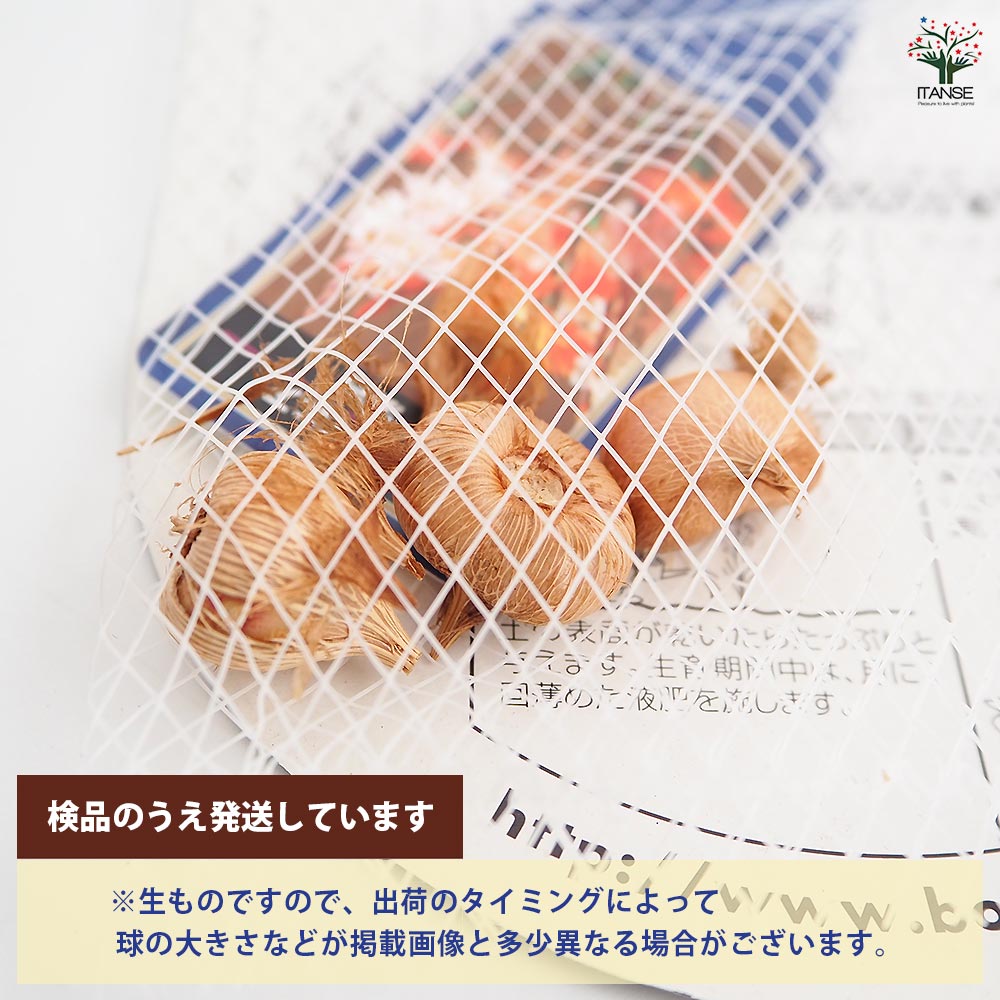 球根 ワトソニア 混合 【花球根 3球】｜ 【植物のITANSE