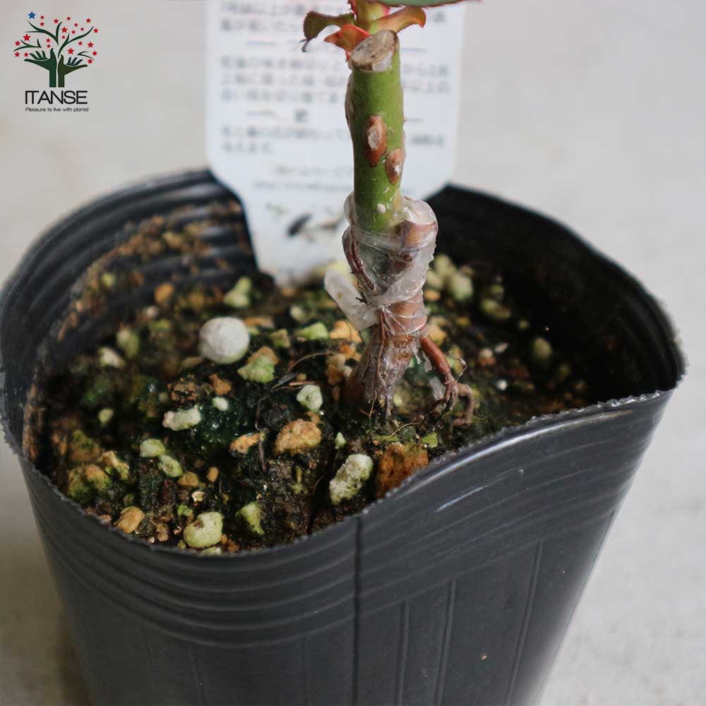 9/17 ラスト苗 ☆ciaoローズ☆ 絞り確認済 良苗 ウィザード