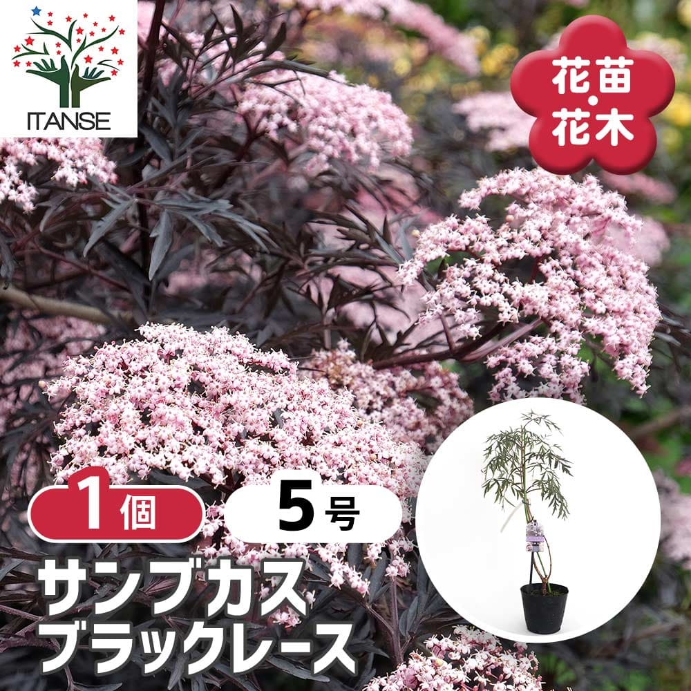 サンブカス ブラックレース 【花木苗 5号／1個売り】｜ 【植物の