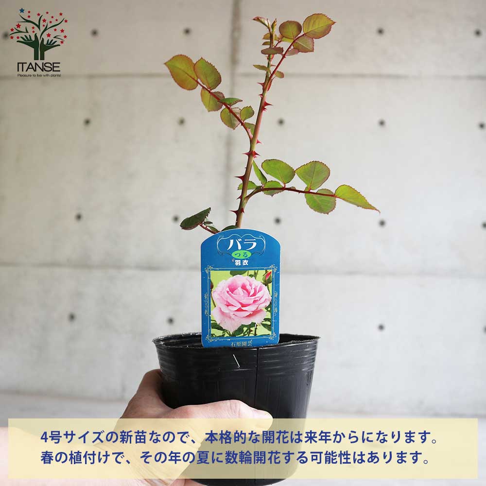 レア　バラ　接木苗 薔薇の苗 羽衣 (Hagoromo) (クライミングローズ)【花苗新苗4号ポット
