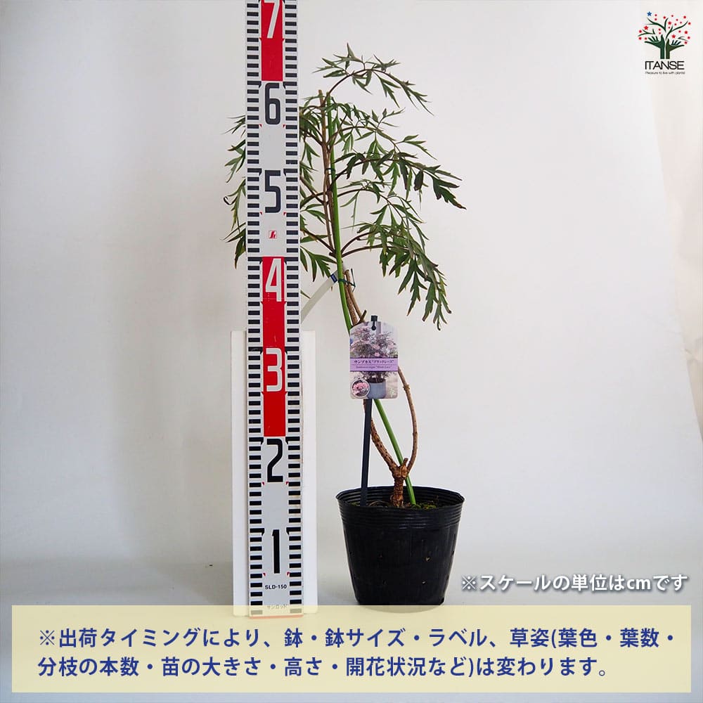 サンブカス ブラックレース 【花木苗 5号／1個売り】｜ 【植物の
