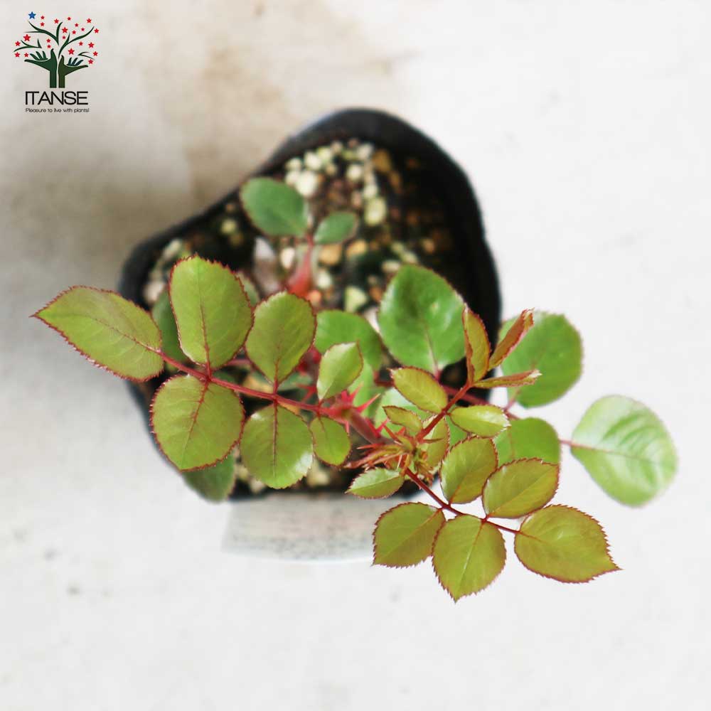 薔薇の苗 羽衣 (Hagoromo) (クライミングローズ)【花苗新苗4号ポット