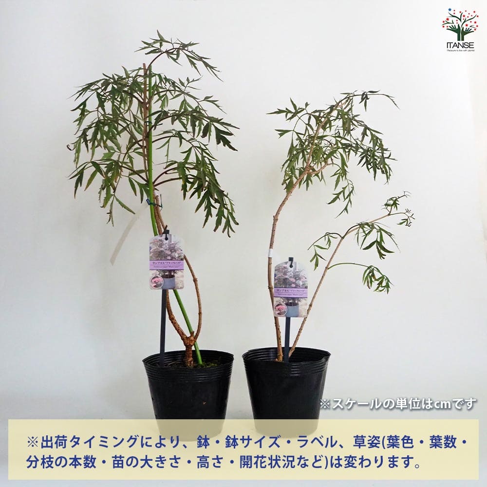 サンブカス ブラックレース 【花木苗 5号／1個売り】｜ 【植物の