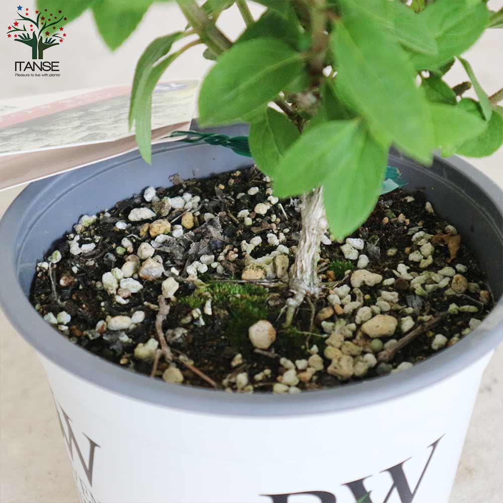 ノリウツギ リトルホイップ(ボボ)【庭木 5号ポット／1個売り