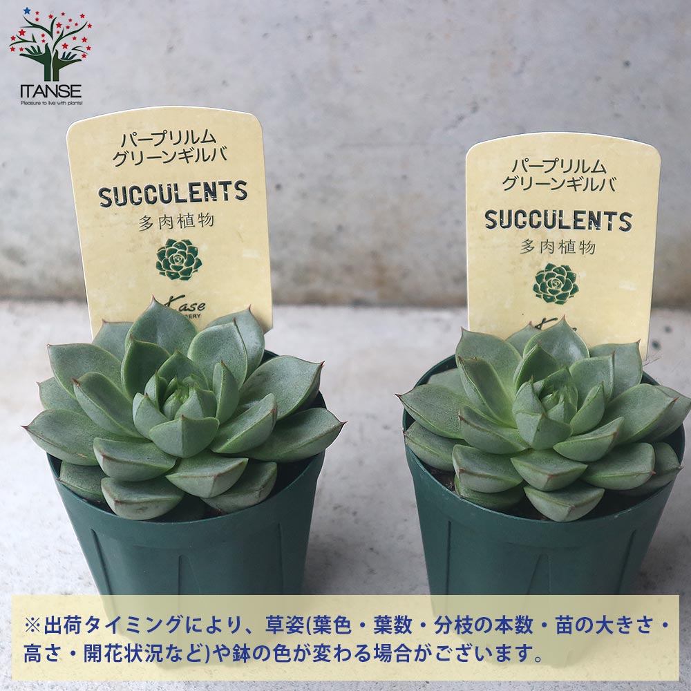 Itanse良品ｾﾚｸﾄ通販