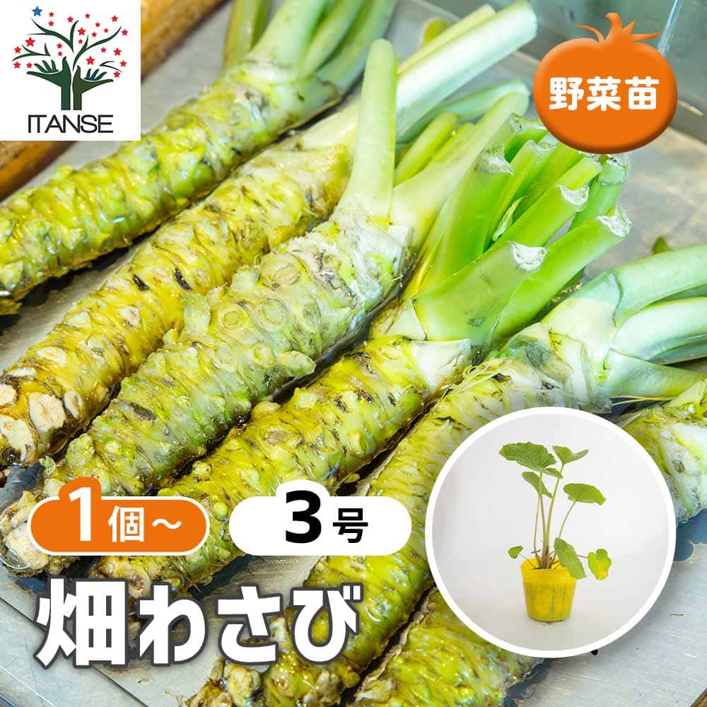 専用出品★Monbu様用★行者ニンニク苗30本葉わさび苗30株山みつ葉苗30株 畑わさび 【野菜の苗 3号】｜ 【植物のITANSE】全品送料無料・即