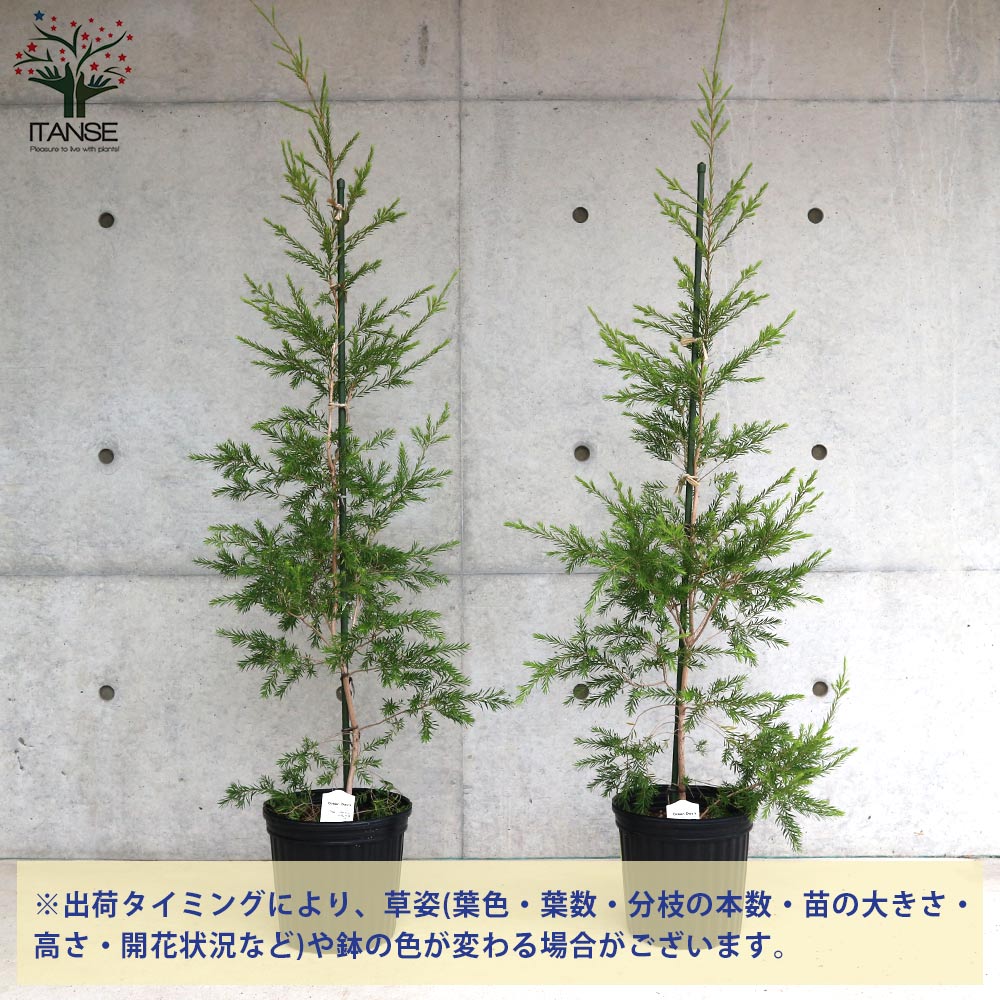 Itanse良品セレクト通販 Itanse良品セレクト通販