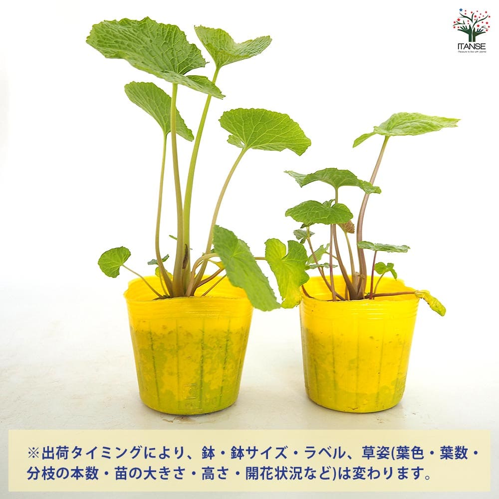 畑わさび 【野菜の苗 3号】｜ 【植物のITANSE】全品送料無料・即