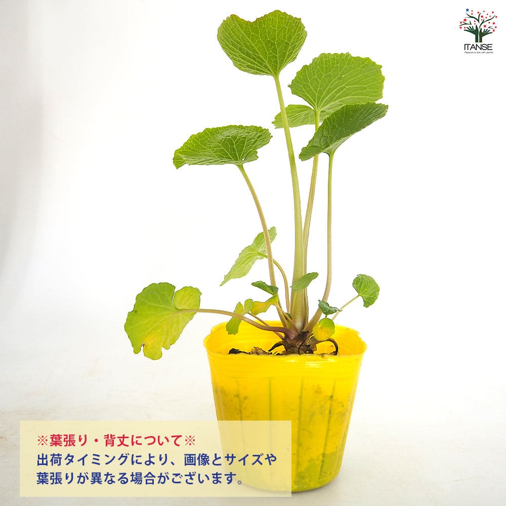 畑わさび 【野菜の苗 3号】｜ 【植物のITANSE】全品送料無料・即