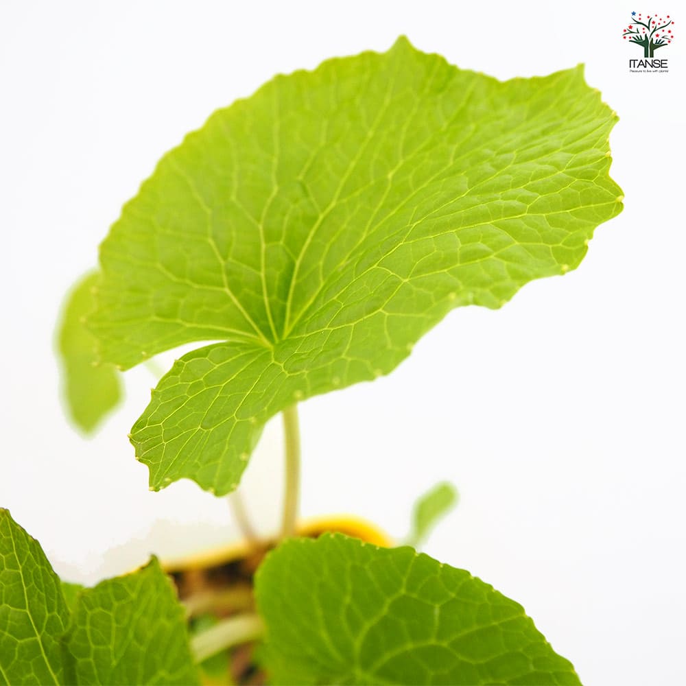 畑わさび 【野菜の苗 3号】｜ 【植物のITANSE】全品送料無料・即