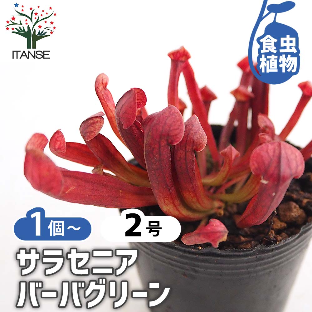 サラセニア バーバグリーン 【観葉植物 2号】｜ 【植物のITANSE
