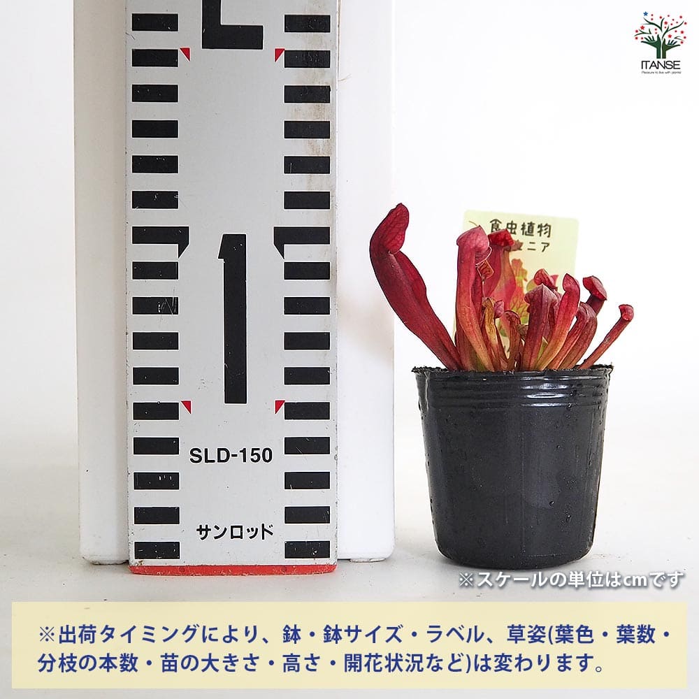 サラセニア バーバグリーン 【観葉植物 2号】