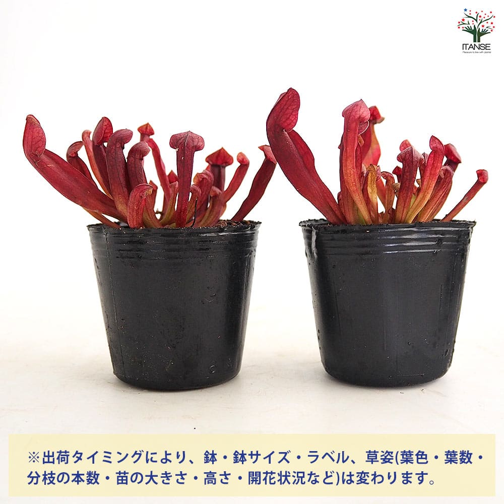 サラセニア バーバグリーン 【観葉植物 2号】｜ 【植物のITANSE