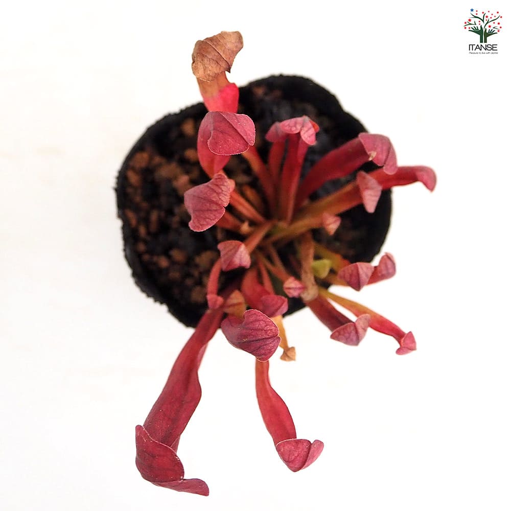 サラセニア バーバグリーン 【観葉植物 2号】