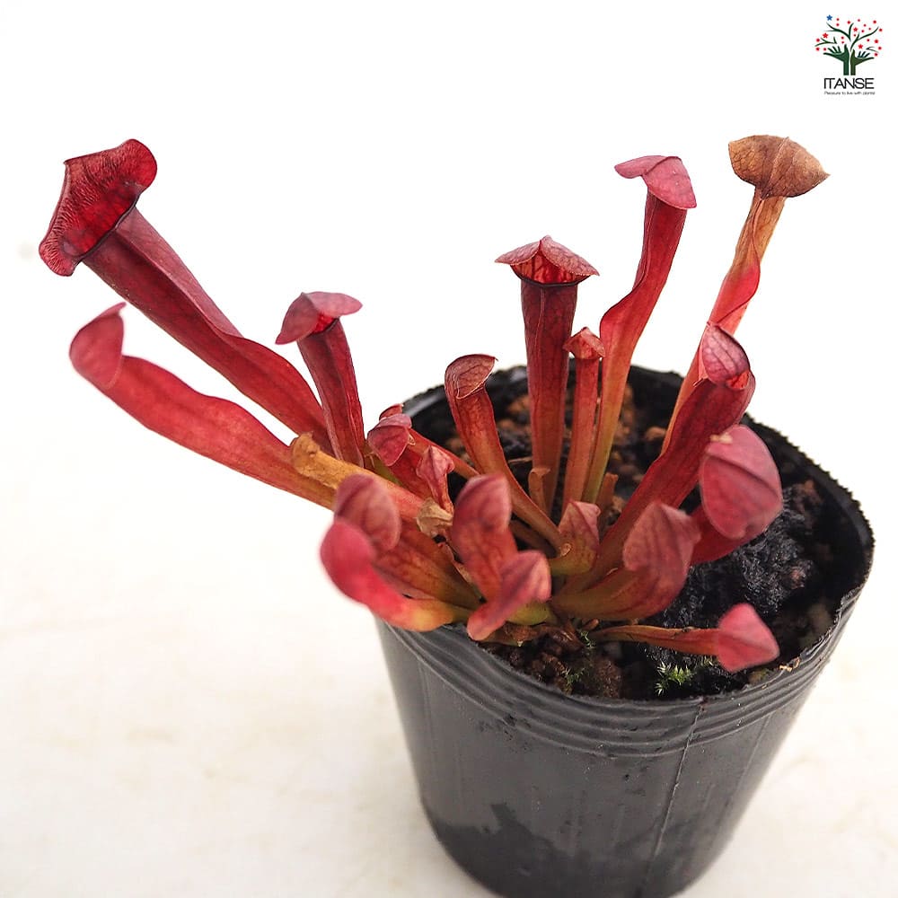 サラセニア バーバグリーン 【観葉植物 2号】
