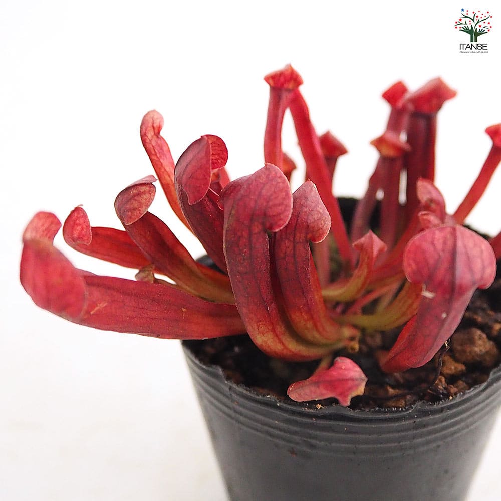 サラセニア バーバグリーン 【観葉植物 2号】