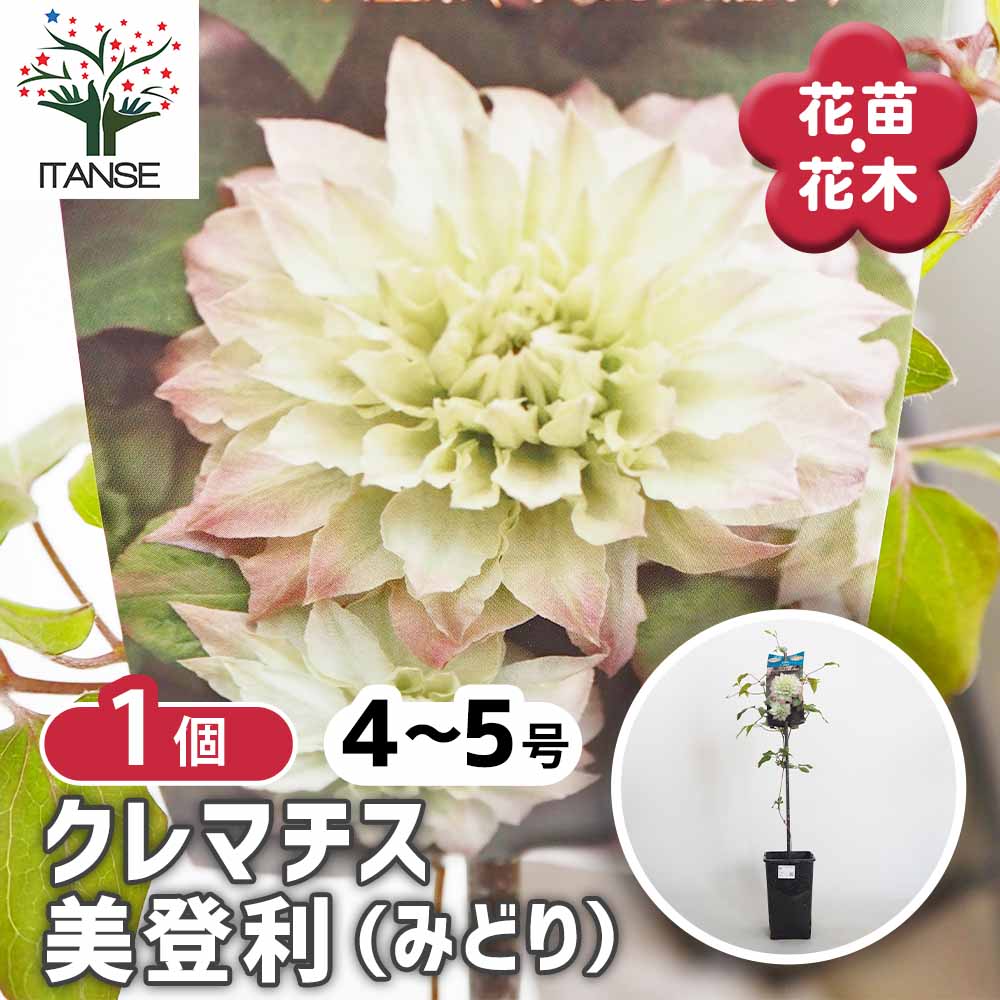 クレマチス 美登利(みどり) 【花苗 4号／1個売り】｜ 【植物の