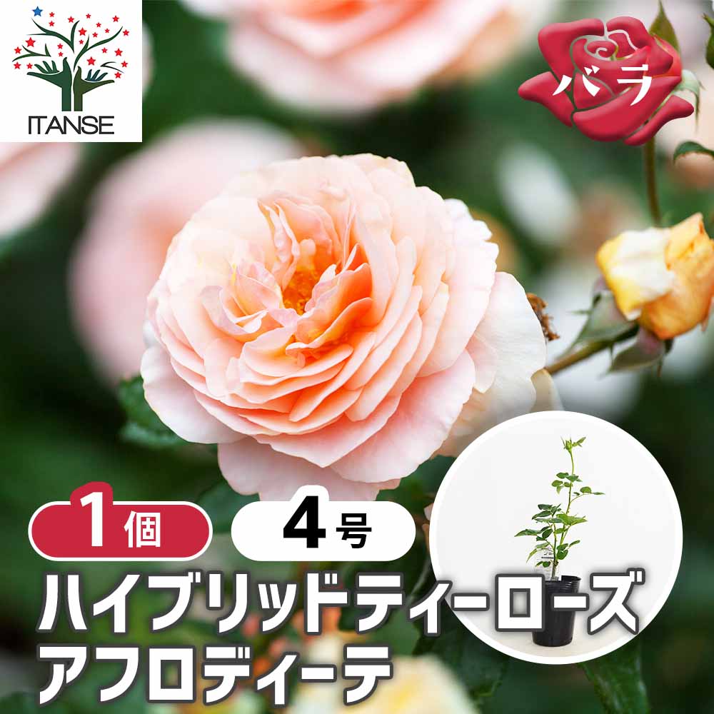 薔薇 アフロディーテ 接木 【花木苗 4号／1個売り】｜ 【植物の