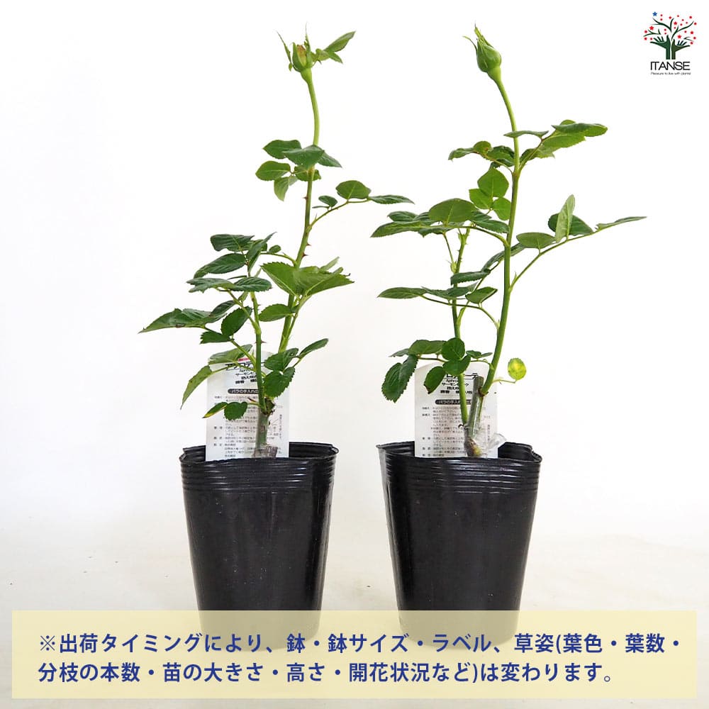 薔薇 アフロディーテ 接木 ハイブリッドティーローズ【花木苗 4号／1個