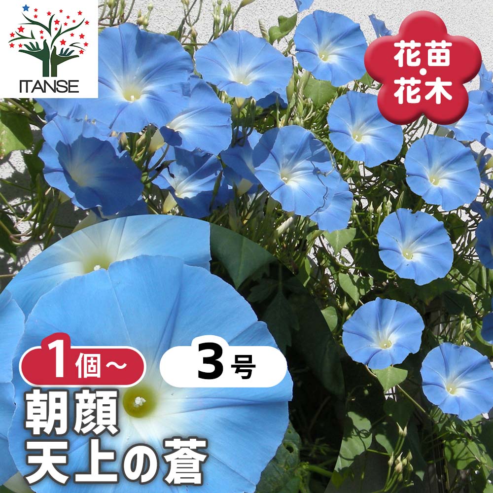朝顔(アサガオ) 天上の蒼 【花苗 3号】｜ 【植物のITANSE】全品