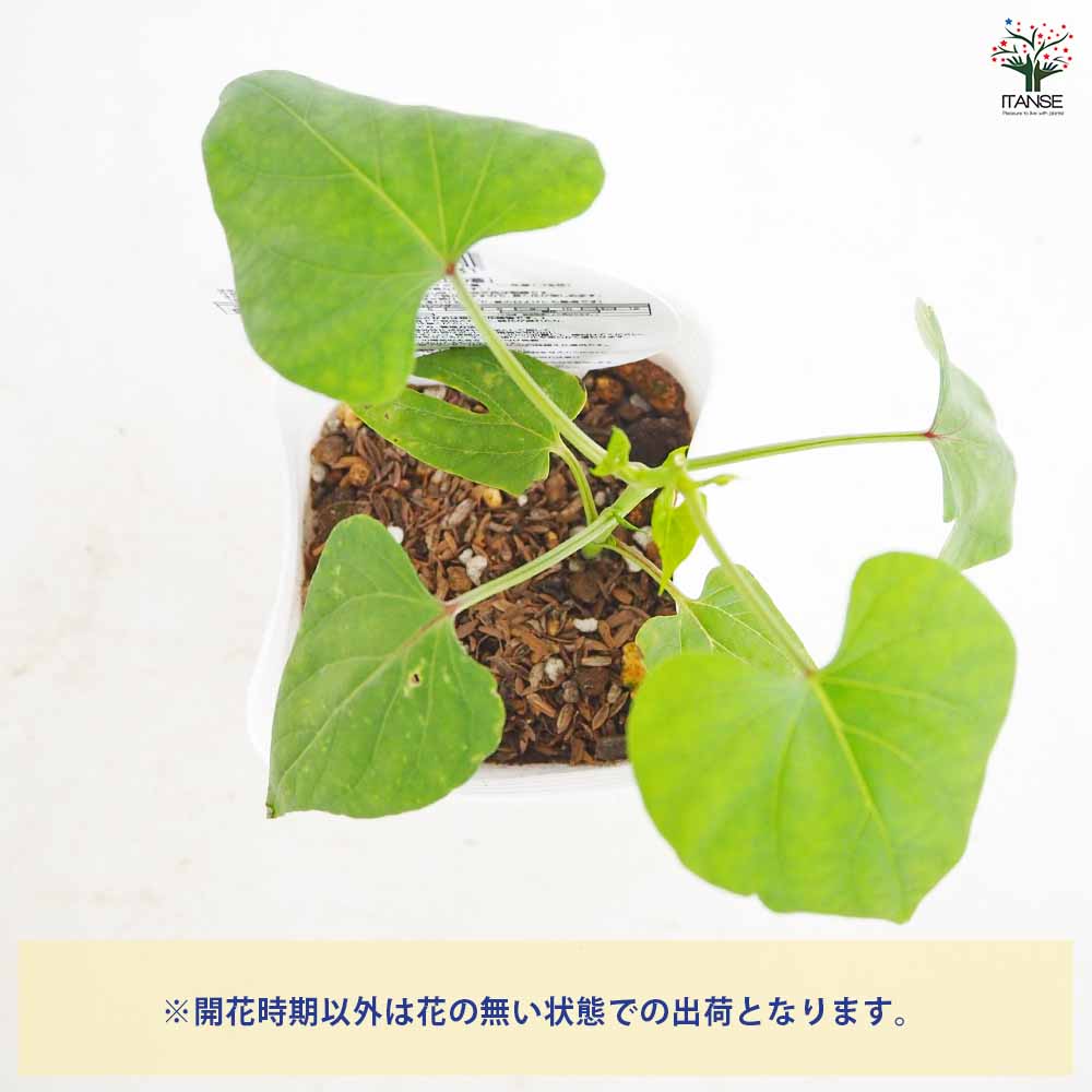 朝顔(アサガオ) 天上の蒼 【花苗 3号】｜ 【植物のITANSE】全品