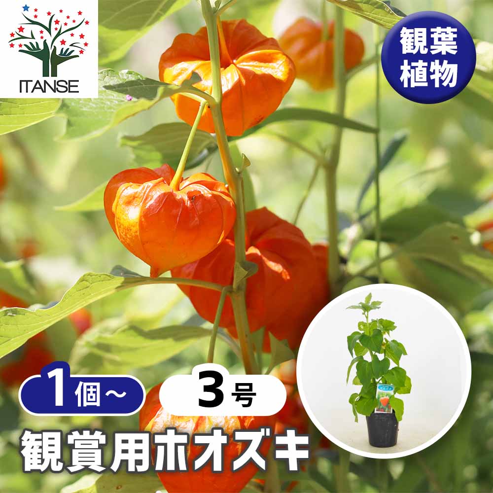 ホオズキ 観賞用ホオズキ 【観葉植物 3号】｜ 【植物のITANSE】全品送料