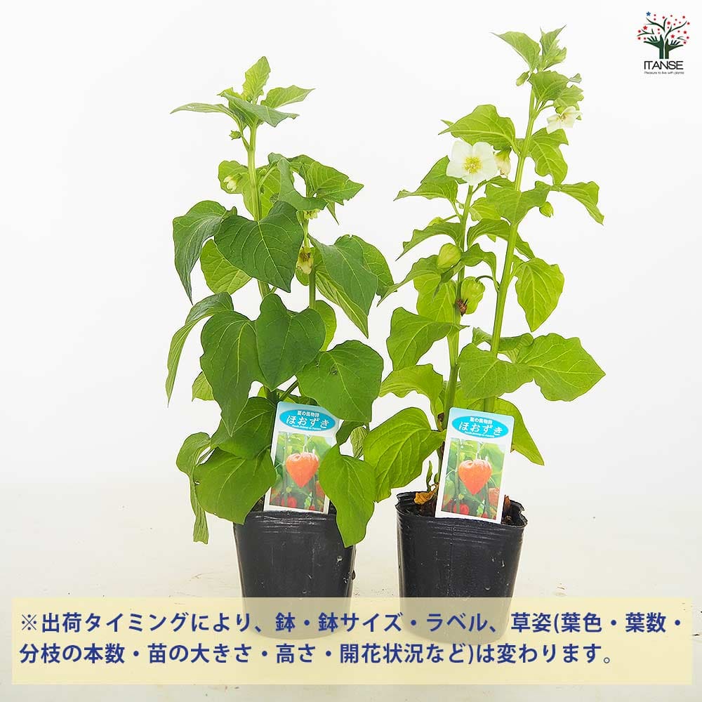 観賞用ホオズキ 【観葉植物 3号】｜ 【植物のITANSE】全品送料
