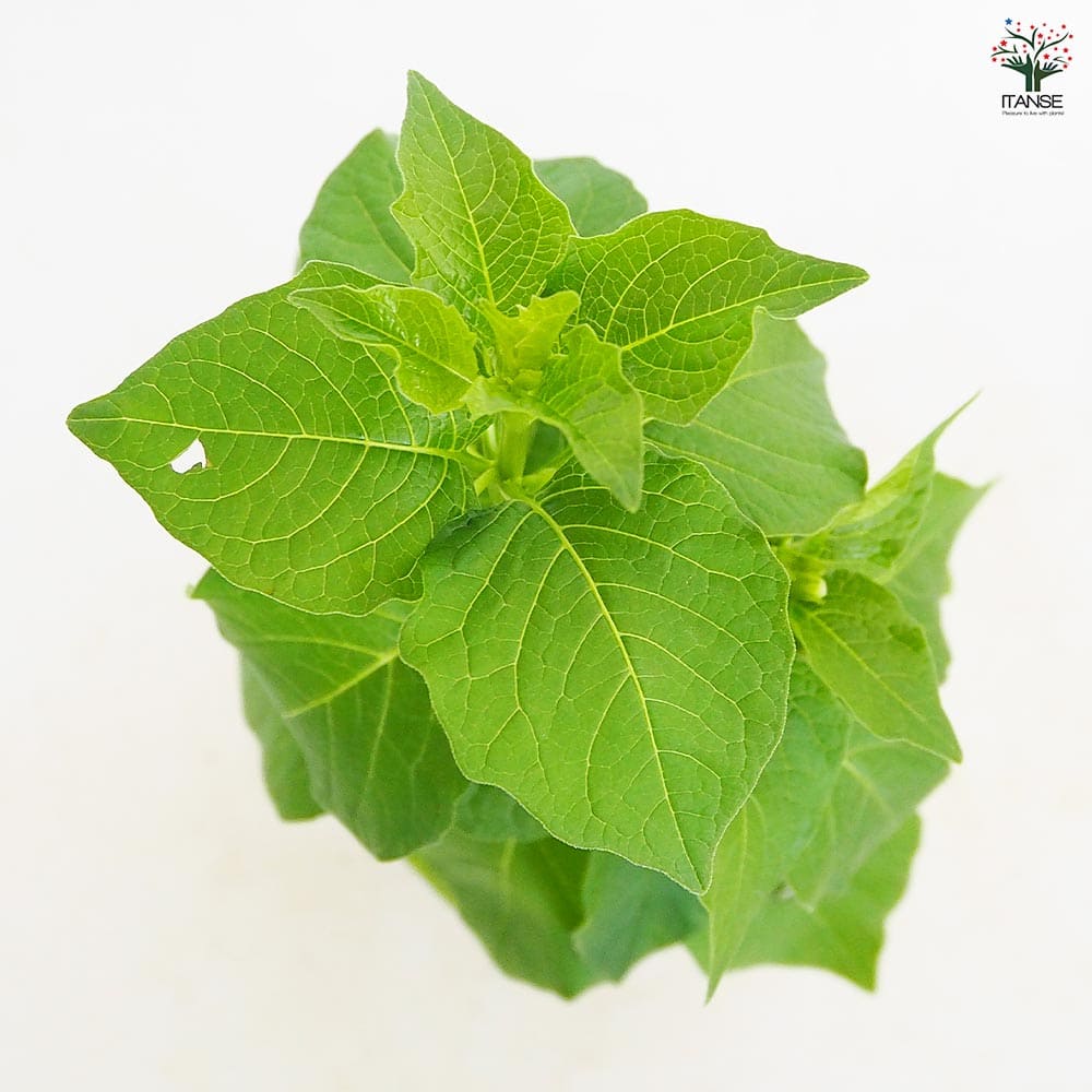 観賞用ホオズキ 【観葉植物 3号】｜ 【植物のITANSE】全品送料