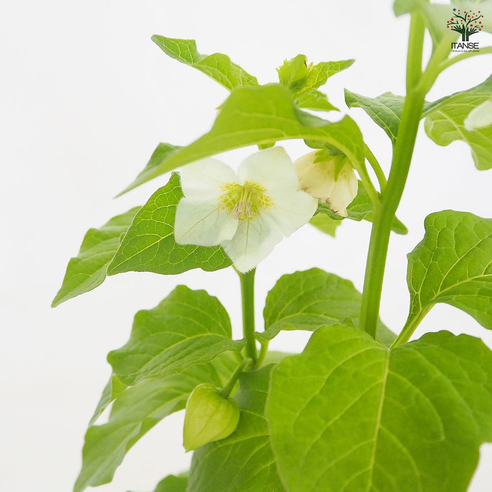 観賞用ホオズキ 【観葉植物 3号】｜ 【植物のITANSE】全品送料