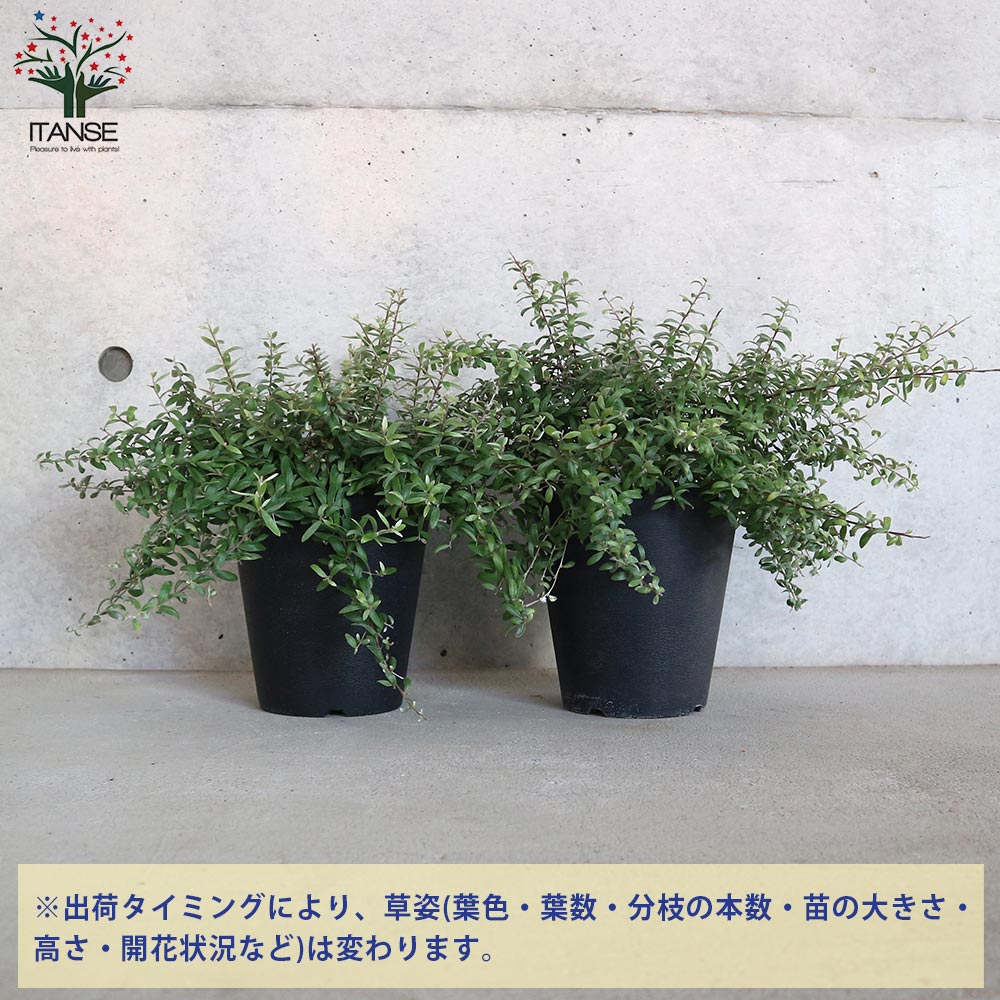 グレビレア・コースタルスパイダー【庭木 5号ポット／1個売り