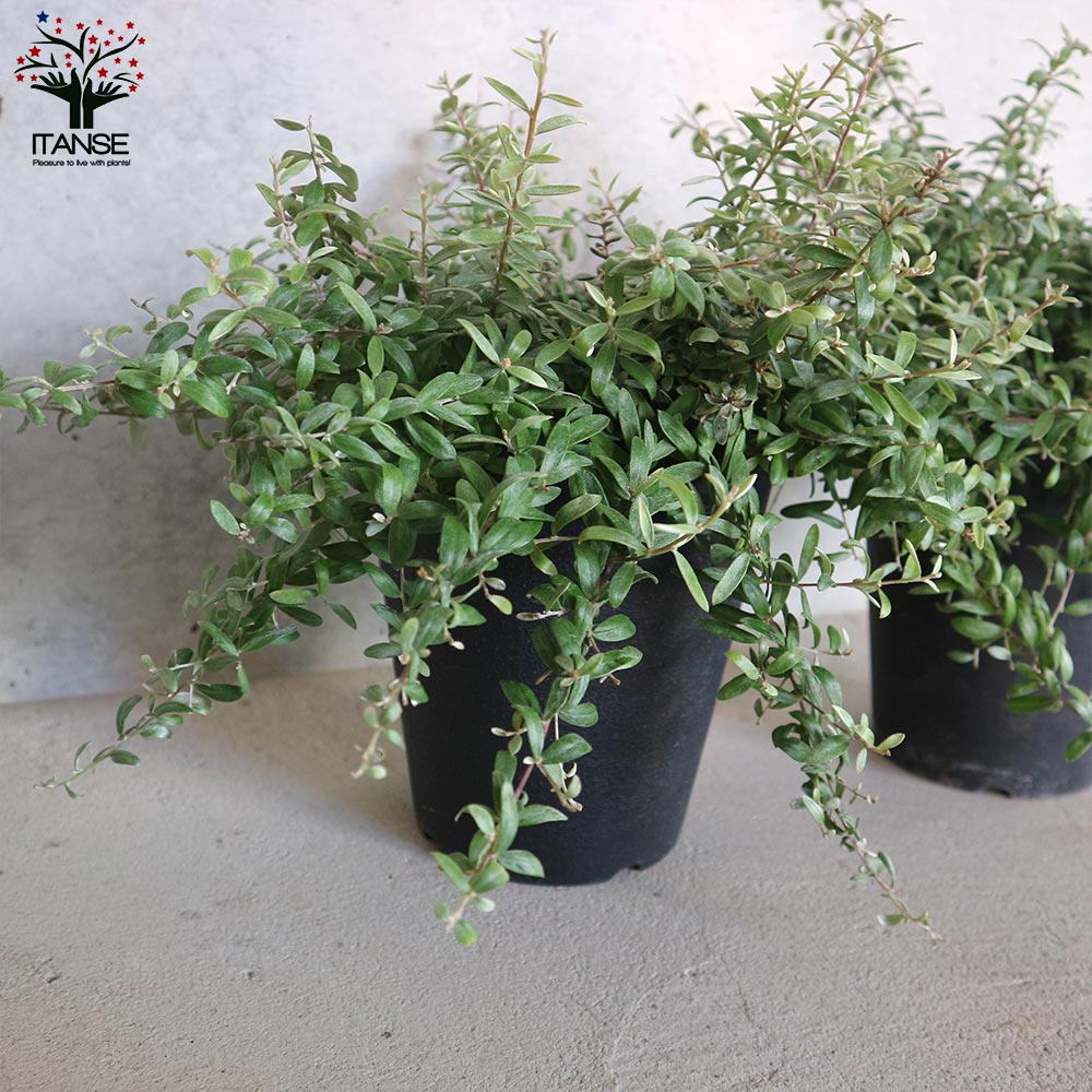 グレビレア・コースタルスパイダー【庭木 5号ポット／1個売り