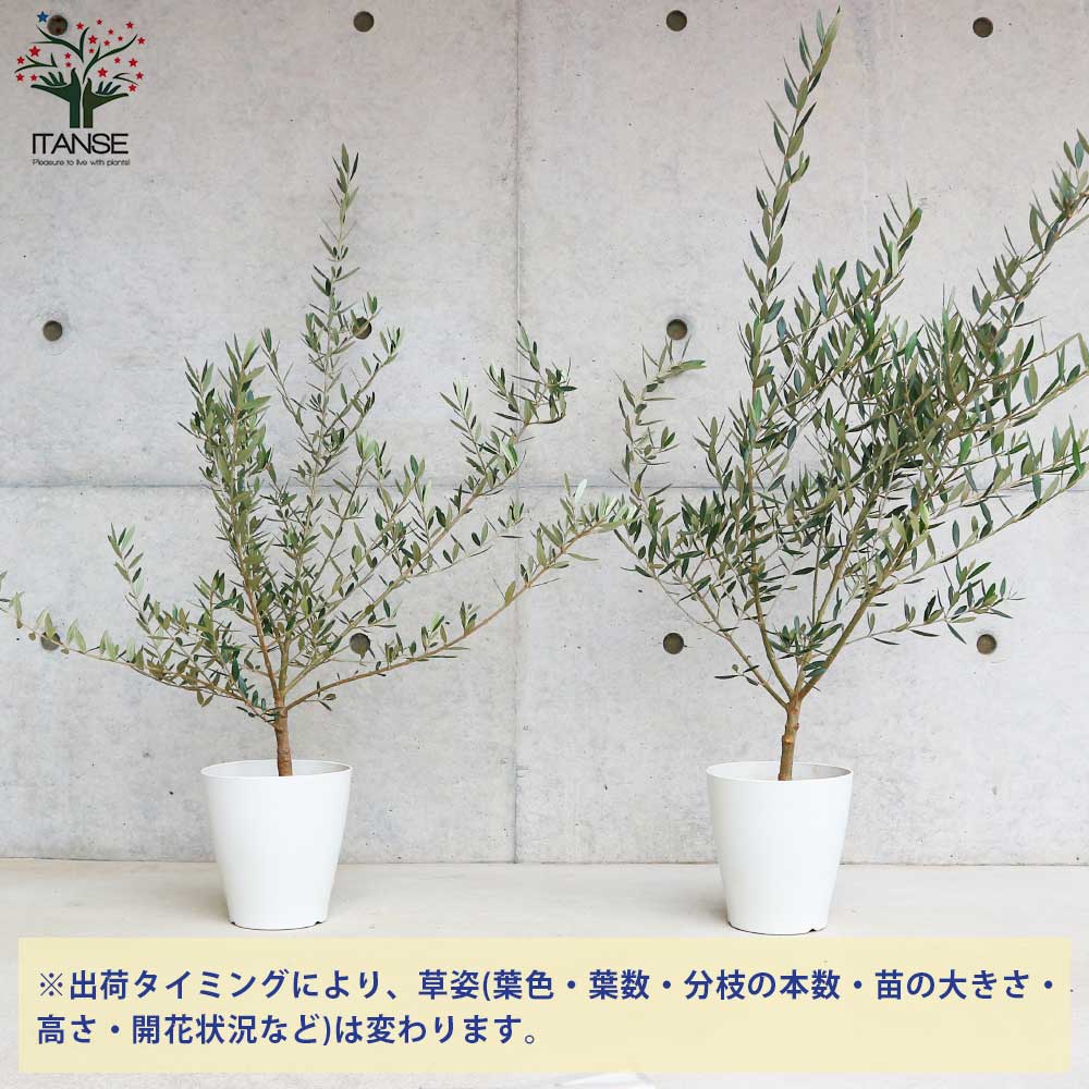 オリーブの苗木 品種：ピクアル【果樹の苗木 6号白テーパード鉢 M