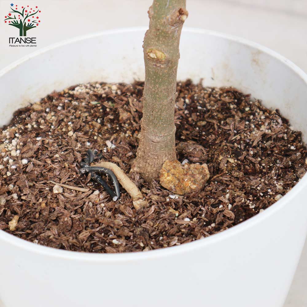 オリーブの木 ピクアル 7号 約90cm NO.553 人気品種 一点物 オリーブの