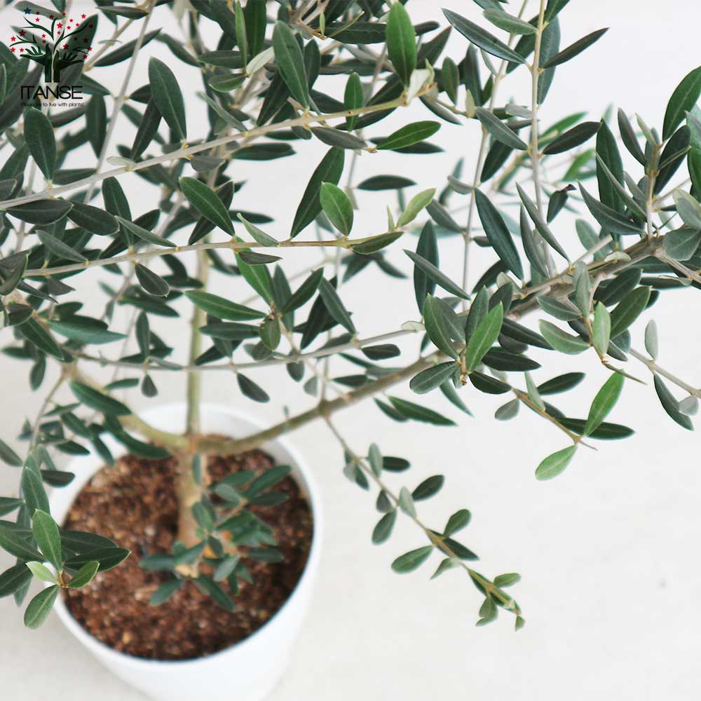 オリーブの苗木 品種：ピクアル【果樹の苗木 6号白テーパード鉢 Mサイズ 挿し木苗／1個売り】