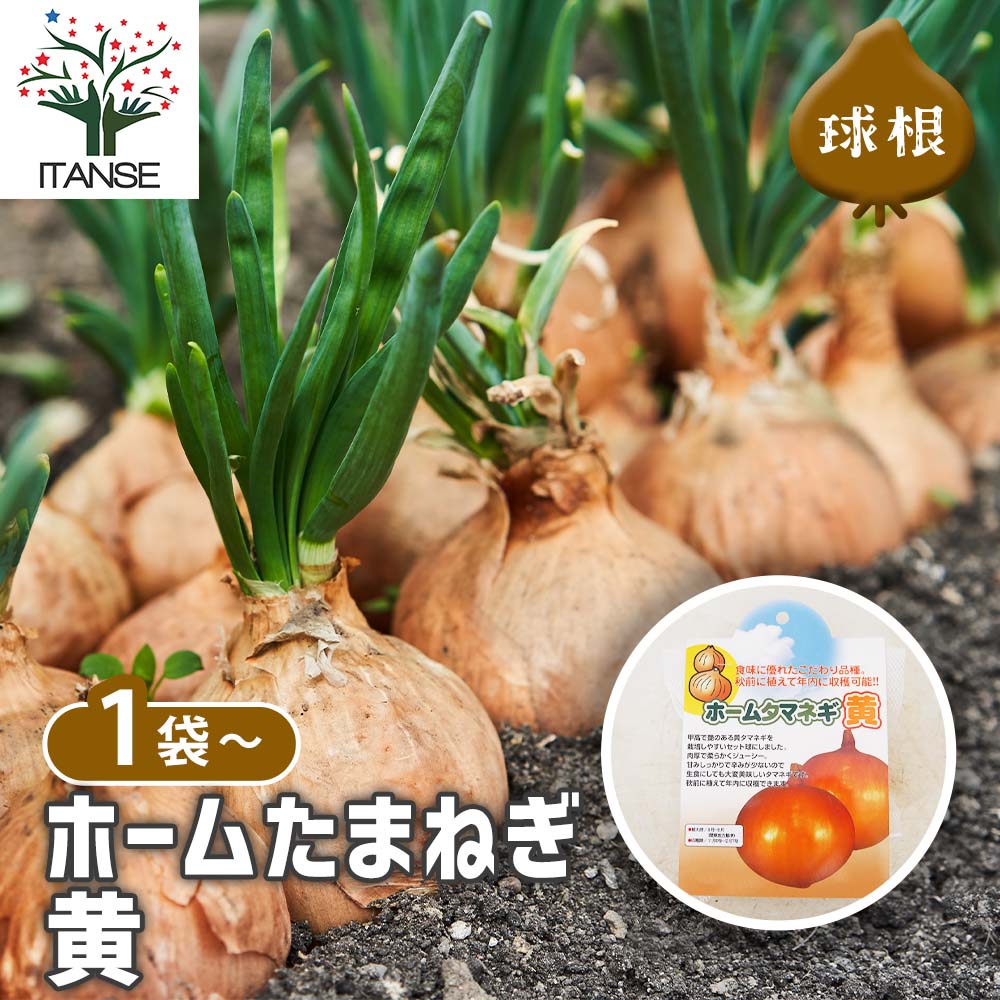 球根　黄 野菜球根 ホームタマネギ 黄 【野菜の苗 20球】｜ 【植物の