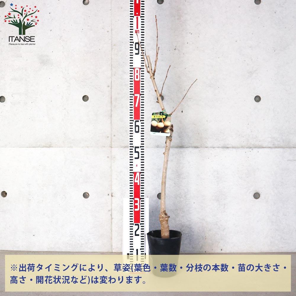 銀杏の苗木 金兵衛(きんべえ・メス木)【果樹の苗木 4～5号／1個売り】