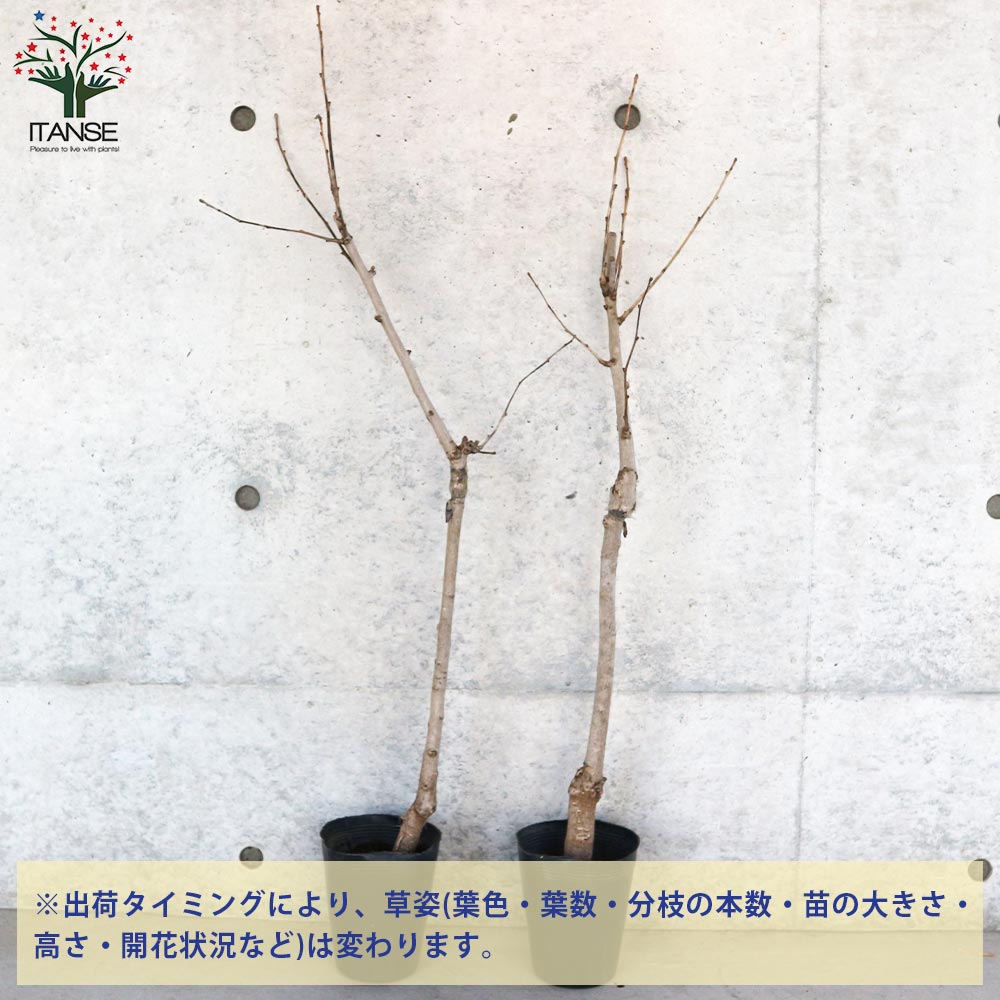 銀杏の苗木 金兵衛(きんべえ・メス木)【果樹の苗木 4～5号／1個売り】