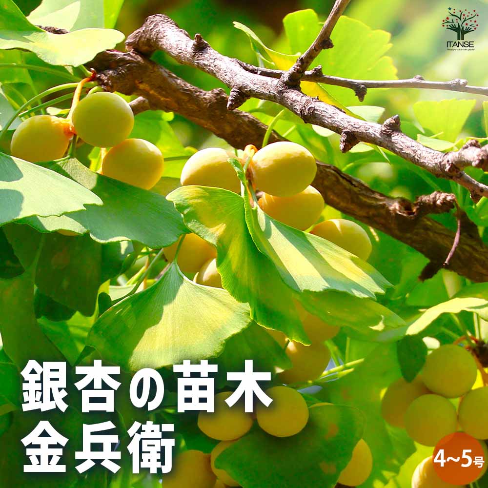 銀杏の苗木 金兵衛(きんべえ・メス木)【果樹の苗木 4～5号／1個売り】