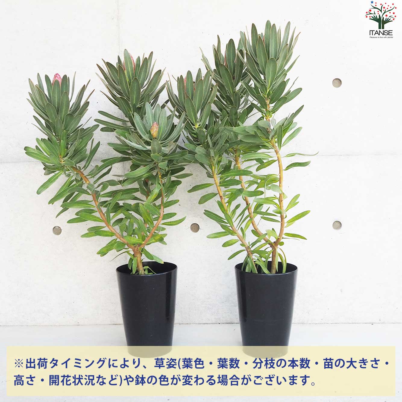 プロテア スペシャルピンクアイス 9号 大苗 鉢植え 苗 オージー
