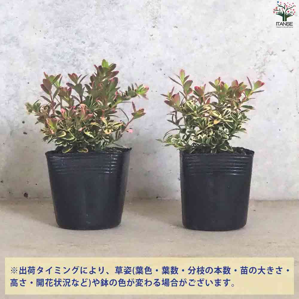 コケモモ斑入 【果樹の苗 2.5号ポット】｜ 【植物のITANSE】全品