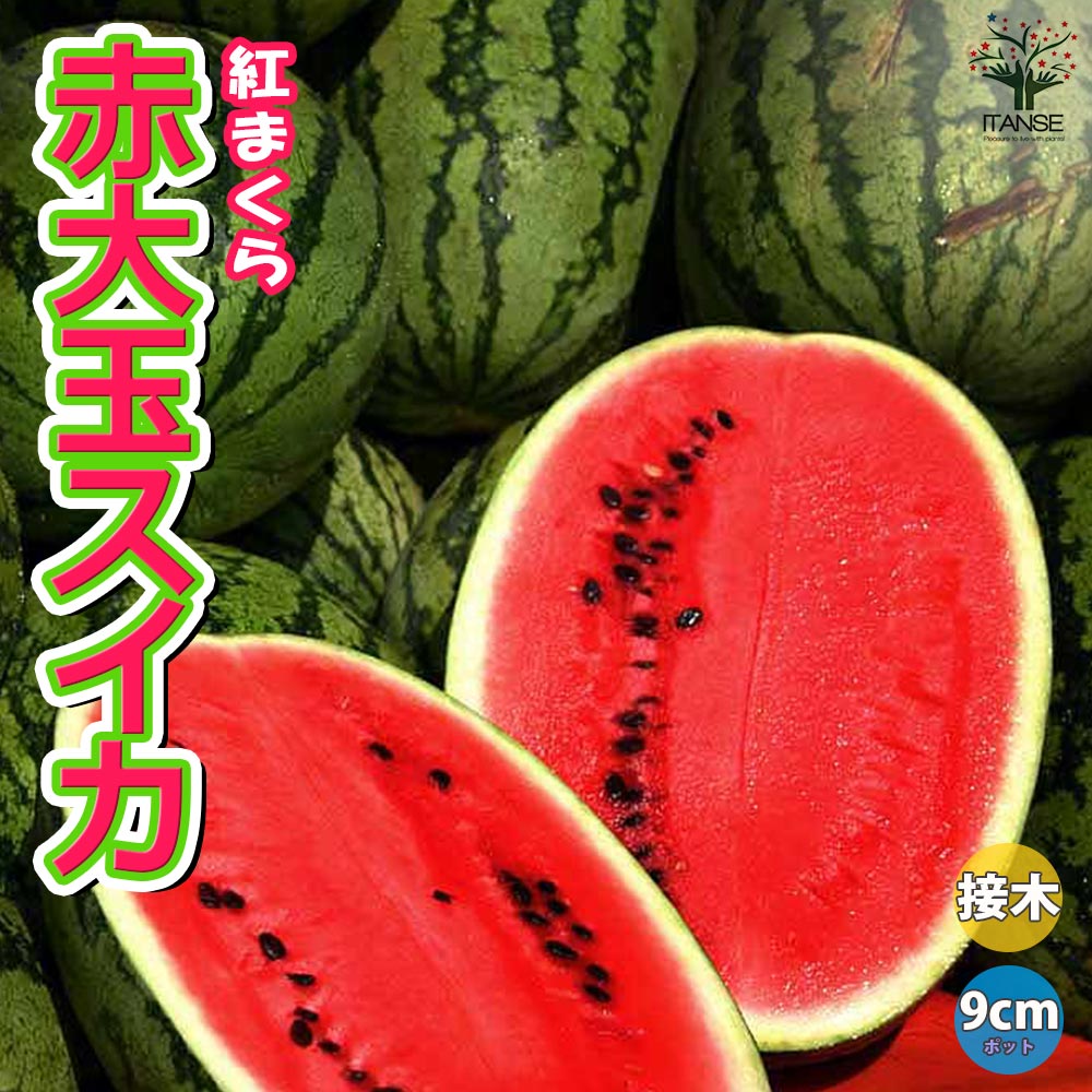 赤大玉まくらスイカ 紅まくら 接ぎ木苗2個～【野菜 接木苗9cmポット】