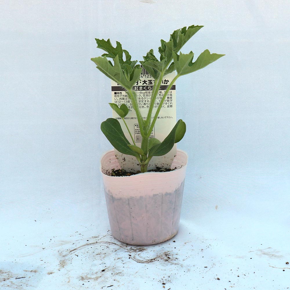 赤大玉まくらスイカ 紅まくら 接ぎ木苗2個～【野菜 接木苗9cmポット】