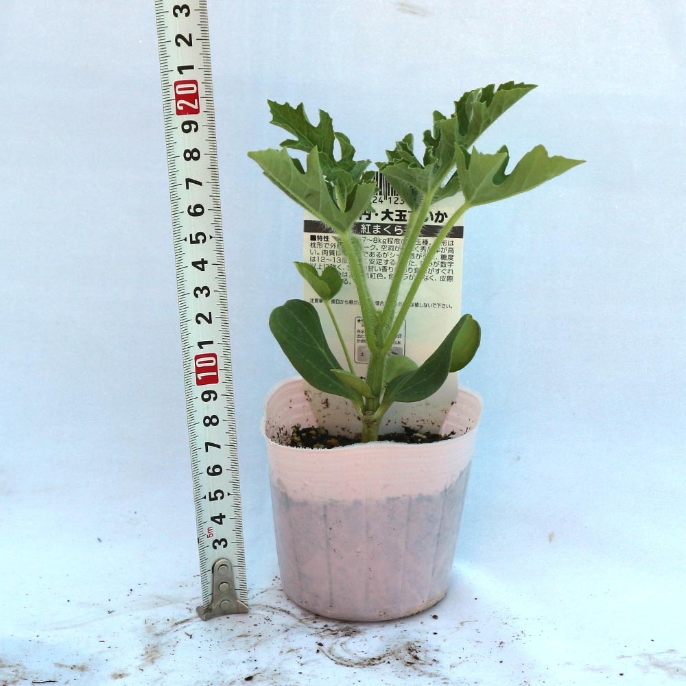 赤大玉まくらスイカ 紅まくら 接ぎ木苗2個～【野菜 接木苗9cmポット】