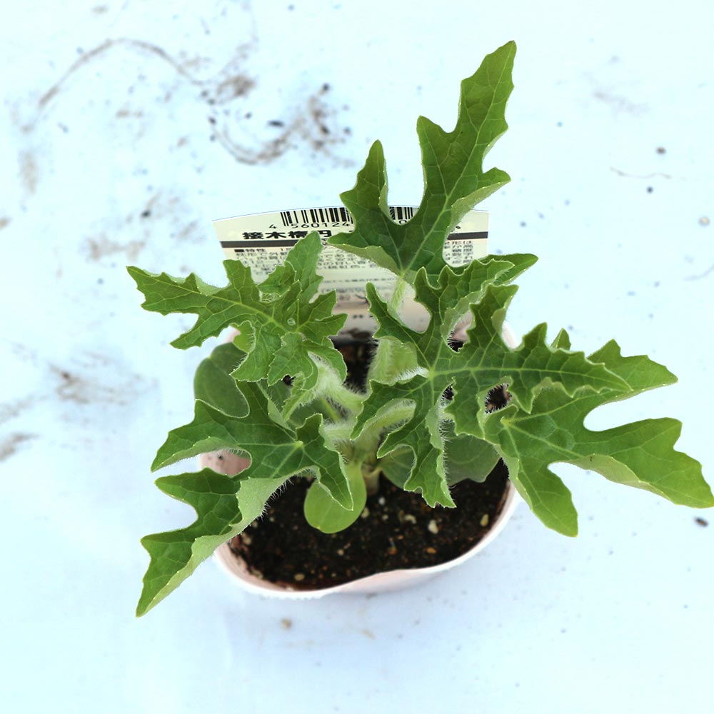 赤大玉まくらスイカ 紅まくら 接ぎ木苗2個～【野菜 接木苗9cmポット】