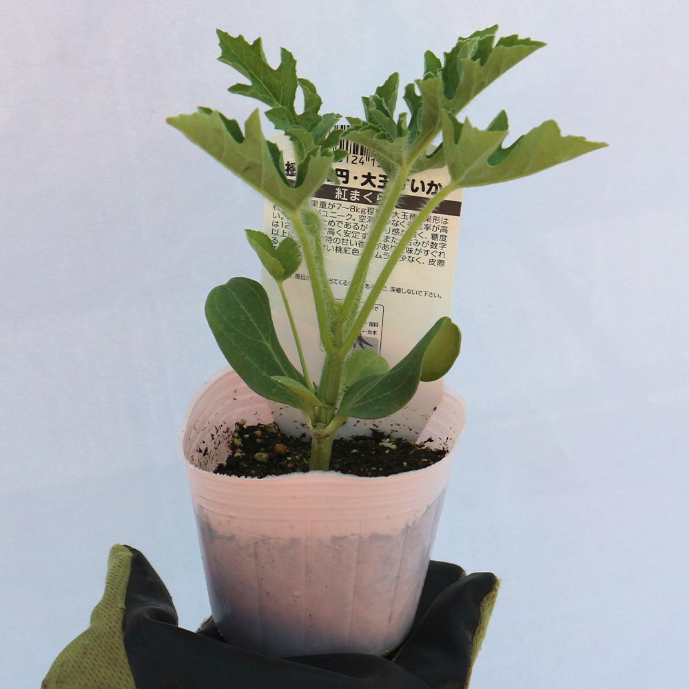 赤大玉まくらスイカ 紅まくら 接ぎ木苗2個～【野菜 接木苗9cmポット】